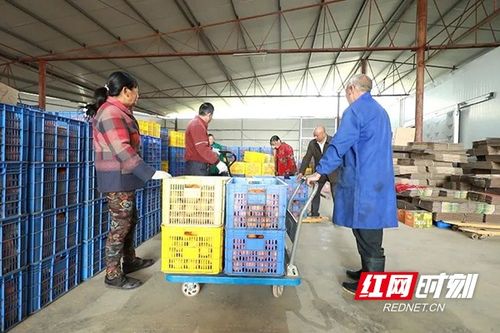 安仁冷貨熱賣 減產不減收的農產品收購新路徑