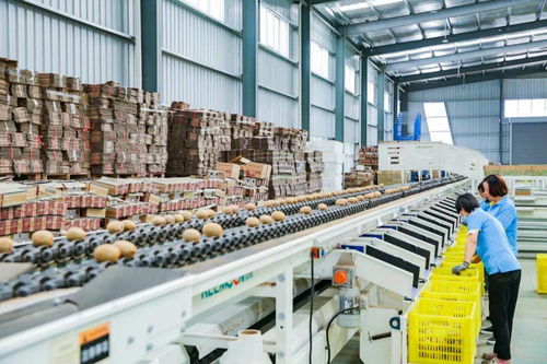 陜西縣致富樣本 3000人回鄉創業帶動產業升級，10億顆獼猴桃線上銷售開辟新路徑