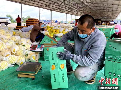 數字標簽賦能甘肅大漠蜜瓜，初級農產品收購打響金字招牌