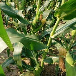 漢川玉米甜瓜產(chǎn)地直通，專業(yè)代辦王超進(jìn)助力初級(jí)農(nóng)產(chǎn)品高效收購(gòu)