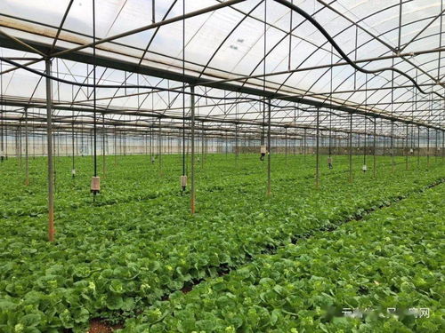 云南省出臺兩項(xiàng)管理辦法，強(qiáng)化初級農(nóng)產(chǎn)品收購質(zhì)量安全監(jiān)管